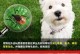 宠物驱虫指南——让你的狗狗远离寄生虫（体外驱虫方法全解析，让你的爱犬健康成长）