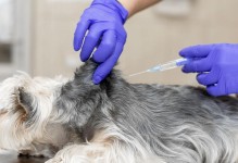 幼犬打疫苗期间感冒了怎么办？（如何处理幼犬感冒的状况？）