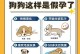 狗狗夹板（保护和纠正狗狗姿势的最佳工具）