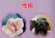 狗狗肉垫为什么会龟裂变厚？（探究肉垫龟裂与变厚的原因及预防方法）