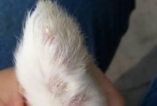 为什么脚会长毛？（探索脚部毛发的起源和功能）