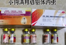 养小狗狗的常见问题（新手养狗必读，为你的宠物提供最佳护理）