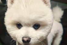 博美犬（博美犬的特点及其在人们生活中的角色）