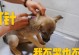 狗针注射后的运动时间探讨（打完狗针后需要等待多久才能让狗狗恢复运动？）