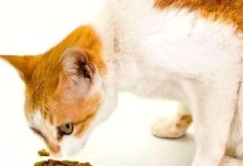 小猫被打后不吃东西该怎么办？（如何帮助宠物恢复食欲？）