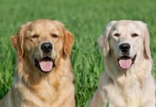 金毛犬美容养护，让你的宠物焕发健康光彩（掌握正确护理方法，让爱犬时刻保持最佳状态）