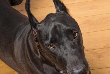 大丹犬（探究大丹犬在打猎中的优势与技巧）