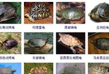 印度陆龟饲养方法全解析（让你成为一位专业的印度陆龟饲养者）