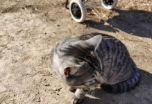 解析“以猫向你喵”的含义与表达方式（探索猫咪文化中的表情符号和语言特点）