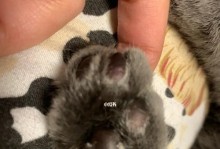 探究猫的肉垫为什么具有独特味道（解读猫的肉垫味道之谜，探寻关键因素）