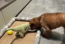 泰迪狗不吃饭怎么办？（宠物食欲不振应该注意的问题及解决方法）