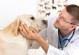 细小病毒对幼犬的影响及治疗方法（宠物狗幼犬遭遇细小病毒怎么办？）