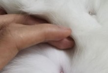 母猫交配后怀孕是否成功取决于多长时间？（探究母猫交配后多久可以判断是否怀孕的关键时刻）