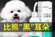 如何正确清理狗狗耳朵？（专家教你每天清理狗狗耳朵的方法）