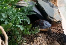 黄缘闭壳龟的饲养方法（打造一个舒适的家园，让你的龟龟健康成长）