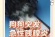 探究狗胰腺炎的疼痛症状及其特征（狗胰腺炎的常见症状及其早期识别）