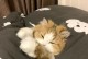 小猫的打呼噜之谜（揭秘小猫打呼噜的原因与时间）