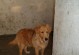 金毛喂养指南（探索金毛犬喂食内脏的营养价值与安全要点）