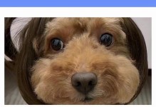 狗狗为什么会歪头看你？（探索狗狗行为中的思维与情感）
