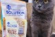 猫咪蛋白质过敏的宠物该如何处理（以猫咪蛋白质为食的宠物过敏，如何进行食物替换和护理）