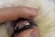小狗牙掉了，可能的原因和应对方法（如何预防小狗掉牙？如何护理小狗的牙齿？）