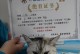 猫绝育的恢复期（探究猫咪绝育手术后的康复过程及时间节点）