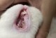 如何预防和治疗猫咪牙龈疾病（如何预防和治疗猫咪牙龈疾病）