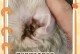 预防猫耳螨的有效方法（保护猫咪耳朵健康，远离耳螨）