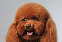 2017年最贵的犬种是哪一种？（揭秘2017年犬界最昂贵的宠物犬价格走势）
