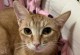 揭秘猫咪歪头的原因（了解猫咪歪头的奥秘，探寻背后隐藏的秘密）