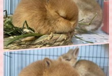 以兔子草吃完的话喂它什么（营养均衡的饲料对兔子的重要性）