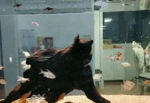 以关刀鱼为主的混养品种及养殖要点（探索适合与关刀鱼混养的鱼种和注意事项）