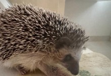 以养刺猬喂什么坏处？（探究养刺猬所带来的负面影响及解决方法）