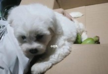 比熊尿的颜色正常吗？（了解比熊尿的颜色及其健康状况）