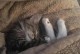 小猫为什么不去窝里睡？（探究小猫对窝的偏好和行为习惯）