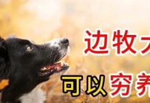 聪明的边牧（了解边境牧羊犬的特点与养护，选择聪明宠物伴侣）