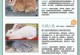 以家养的兔子，了解主要品种及特点（探索兔子品种的多样性与适应性）