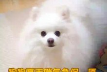 为什么狗狗突然呼吸很急促？（探寻狗狗呼吸急促的原因及处理方法）