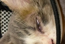 揭秘猫眼中的神秘物质（探究猫眼中的结构与功能，解开它们神秘的秘密）