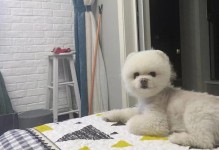 狗晒伤怎么办？（选对药物）