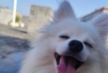 博美长齐毛的时间和方法解析（了解博美毛发生长周期，让你的宠物更美丽动人）