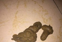 小狗吐虫子拉稀是什么病？（探索小狗常见疾病——蠕虫感染引起的消化问题）