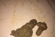 小狗吐虫子拉稀是什么病？（探索小狗常见疾病——蠕虫感染引起的消化问题）