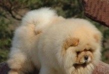 以松狮犬繁殖为主题的全面指南（从配对到生产，了解一切关于松狮犬的繁殖知识）