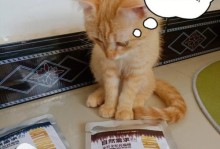 宠物猫咪如何正确用药？（氟哌酸给宠物猫咪吃多少合适？）