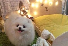 解决狗狗晚上爱叫的三大因素（了解原因，找到应对方法，让你和狗狗都能安心入睡）