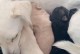 幼犬的睁眼过程——从闭目到睁眼，感受奇妙的成长（幼犬成长的第一步，揭开眼睛的神秘面纱）