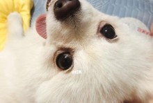 探寻博美鼻子的魅力（细数博美鼻子的五大特点）