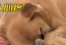 狗狗晚上的哭叫行为对居民的扰民问题（原因分析及解决方法）