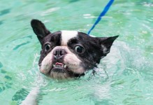 培养宠物狗的游泳技能（让您的狗狗成为泳池里的健将）
